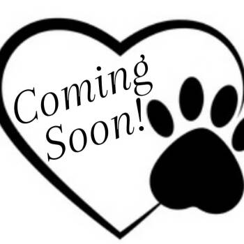 Labrador Retriever Dogs Available for Adoption - Slugger | PetCurious