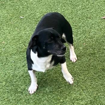 Rescue Mixed Breed Dogs for Adoption in Loxahatchee Groves, Florida - Oreo 1821 | PetCurious