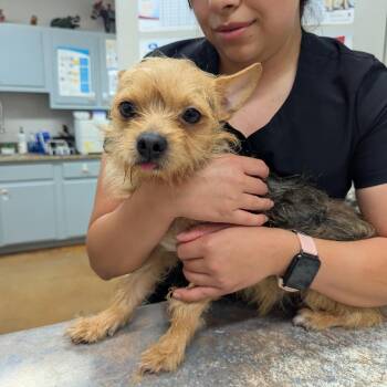 Cheeto -  Yorkshire Terrier Dog for Adoption in Williston, Vermont - Cheeto | PetCurious