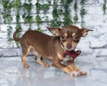 Neko - 6lbs. -  Chihuahua Dog for Adoption in Tuscaloosa, Alabama - Neko - 6lbs. | PetCurious