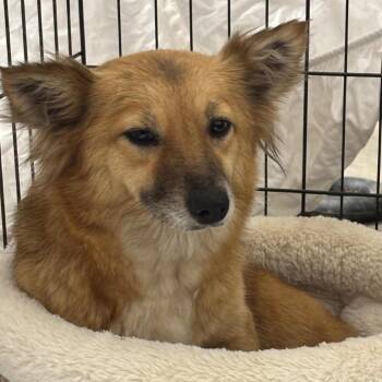 Cardigan Welsh Corgi and Pomeranian Dogs Available for Adoption in Wadena, Minnesota - Sandy | PetCurious