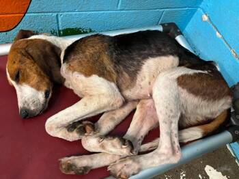 Foxhound Dogs Available for Adoption in Rustburg, Virginia - Plover - At Shelter Available 6/1 | PetCurious