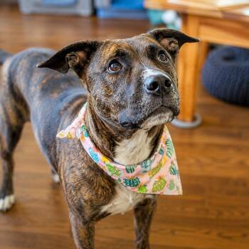 Sophie - Beautiful, Happy Girl, Loves Adventures and Great w/ Do -  Plott Hound Dog for Adoption in Houston, Texas - Sophie - Beautiful, Happy Girl, Loves Adventures And Great W/ Do | PetCurious