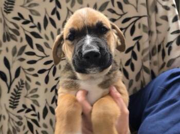 PORTABELLA -  German Shepherd Dog Dog for Adoption in Auburn, California - PORTABELLA | PetCurious