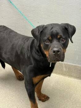JAY -  Rottweiler Dog for Adoption in Las Vegas, Nevada - JAY | PetCurious
