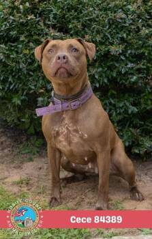 Cece -  Mixed Breed Dog for Adoption in Mobile, Alabama - Cece | PetCurious