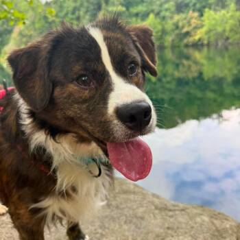 Barkolemew -  Mixed Breed Dog for Adoption in Fredericksburg, Virginia - Barkolemew | PetCurious