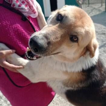 Beagle and Shepherd Dogs Available for Adoption in Ridgefield, Washington - Mr. Hugger Orlo | PetCurious