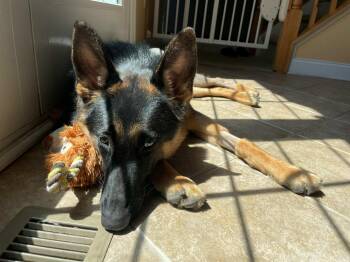 German Shepherd Dog Dogs Available for Adoption - Layla | PetCurious
