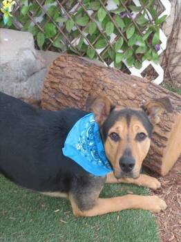 German Shepherd Dog and Mixed Breed Dogs Available for Adoption - ELIJAH | PetCurious