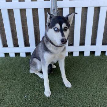 A612123 -  Siberian Husky Dog for Adoption in Modesto, California - A612123 | PetCurious