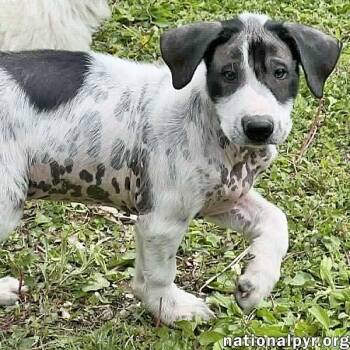 Great Pyrenees and Border Collie Dogs Available for Adoption in Beacon, New York - Gnocchi In OH - Outgoing, Silly & Sweet! | PetCurious