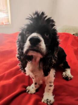 Cocker Spaniel Dogs Available for Adoption - Ritisha MV14201-T LOCAL Adoption Event In Marysville 2/20 And 2/ | PetCurious