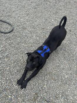 Rescue American Staffordshire Terrier Dogs for Adoption in Binghamton, New York - Pepper | PetCurious