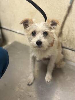 TOTO -  Terrier and Mixed Breed Dog for Adoption in Riverside, California - TOTO | PetCurious