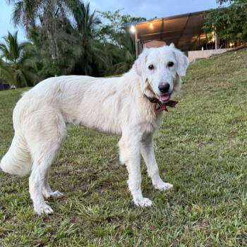 Eva Luna -  Golden Retriever Dog for Adoption in Albion, New York - Eva Luna | PetCurious