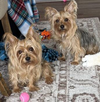 Mixed Breed Dogs Available for Adoption in Sioux Falls, South Dakota - Gidget & Mouse | PetCurious