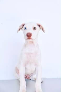 Pothos -  Australian Shepherd and Catahoula Leopard Dog Dog for Adoption in San Diego, California - Pothos | PetCurious