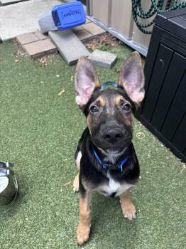Billy -  Mixed Breed Dog for Adoption in Pembroke, Massachusetts - Billy | PetCurious