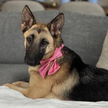Nova -  German Shepherd Dog Dog for Adoption in Denver, Colorado - Nova | PetCurious