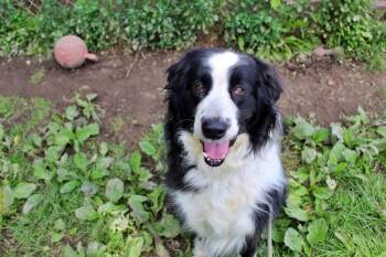 Gunner -  Border Collie Dog for Adoption in Indianapolis, Indiana - Gunner | PetCurious