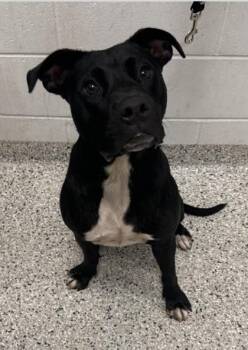 Babar -  Pit Bull Terrier and Mixed Breed Dog for Adoption in Kansas City, Missouri - Babar | PetCurious