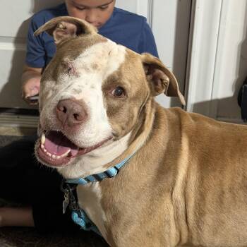 Mixed Breed Dogs Available for Adoption - Theodore | PetCurious