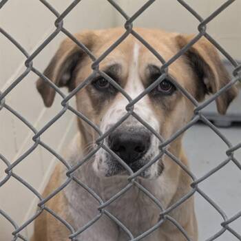 ELEANOR -  Mastiff and Mixed Breed Dog for Adoption in Anchorage, Alaska - ELEANOR | PetCurious