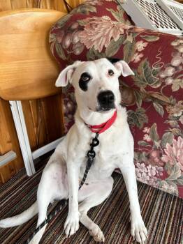 Mama Texas -  Labrador Retriever and Pit Bull Terrier Dog Available for Adoption in New London, Wisconsin - Mama Texas | PetCurious