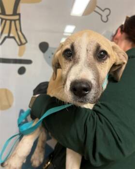 A1913851 -  Labrador Retriever and Mixed Breed Dog Available for Adoption in Blythe, California - A1913851 | PetCurious