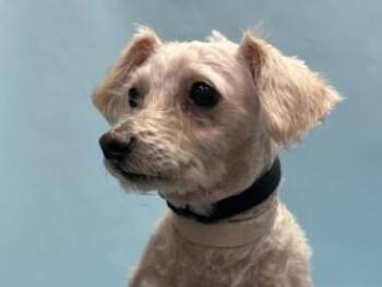 Benji -  Poodle and Cavalier King Charles Spaniel Dog for Adoption in Golden Valley, Minnesota - Benji | PetCurious