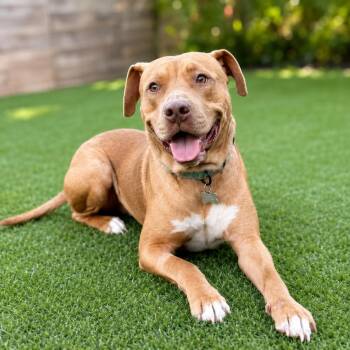 Perrito -  American Staffordshire Terrier and Mixed Breed Dog for Adoption in Houston, Texas - Perrito | PetCurious