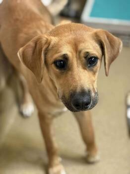 Rescue Labrador Retriever and Rhodesian Ridgeback Dogs for Adoption in Visalia, California - Starfire | PetCurious