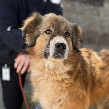 Retriever and Australian Shepherd Dogs Available for Adoption in Columbia, South Carolina - Lantern | PetCurious
