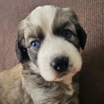Faith *adoption pending* -  Great Pyrenees and Mixed Breed Dog for Adoption - Faith *adoption Pending* | PetCurious