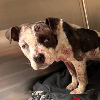 Pit Bull Terrier and Mixed Breed Dogs Available for Adoption - Vans - 011610U | PetCurious