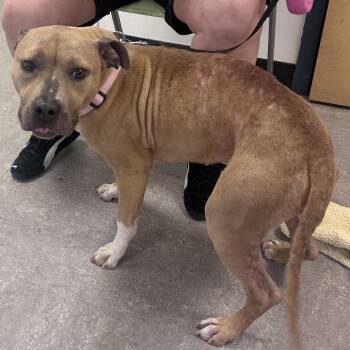 Angelic -  Mixed Breed Dog for Adoption in Philadelphia, Pennsylvania - Angelic | PetCurious