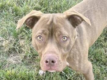 Rescue Mixed Breed Dogs for Adoption in Georgetown, Texas - Brook | PetCurious