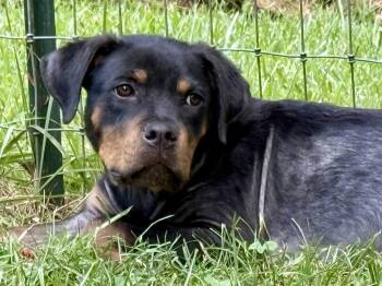 Kayden -  Rottweiler Dog for Adoption in Mooresville, North Carolina - Kayden | PetCurious