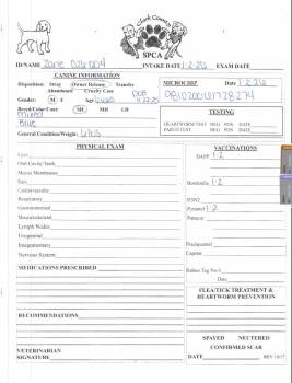 Mixed Breed Dogs Available for Adoption - Zane | PetCurious