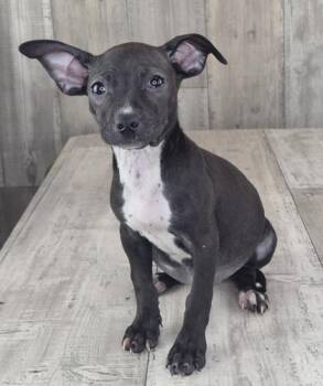 Robin -  Mixed Breed Dog for Adoption in Shreveport, Louisiana - Robin | PetCurious