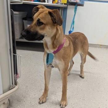 Rescue German Shepherd Dog Dogs for Adoption in Indianapolis, Indiana - Oona | PetCurious