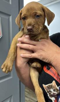 INA -  Labrador Retriever and Mixed Breed Dog for Adoption in Conway, Arkansas - INA | PetCurious