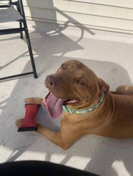 Rescue Pit Bull Terrier Dogs for Adoption in Philadelphia, Pennsylvania - Hazel | PetCurious