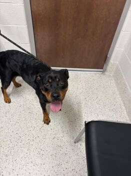 Smidgeon -  Rottweiler Dog for Adoption in Providence Forge, Virginia - Smidgeon | PetCurious