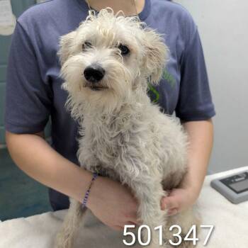 Poodle and Havanese Dogs Available for Adoption - MINTY | PetCurious