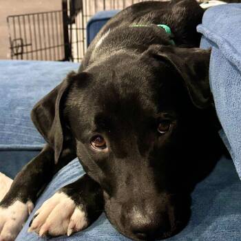 Sawyer -  Labrador Retriever and Mixed Breed Dog for Adoption in Valdosta, Georgia - Sawyer | PetCurious