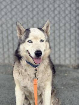 Gandalf -  Siberian Husky and Mixed Breed Dog for Adoption in Fresno, California - Gandalf | PetCurious