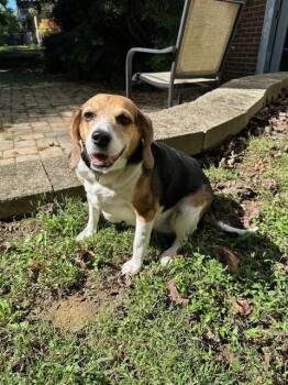 Rescue Beagle Dogs for Adoption in Waldorf, Maryland - Betty Haven | PetCurious