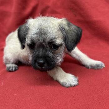 LINGUINE -  Pug and Terrier Dog for Adoption in Richmond, California - LINGUINE | PetCurious